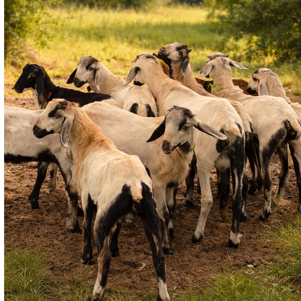 Sheeps